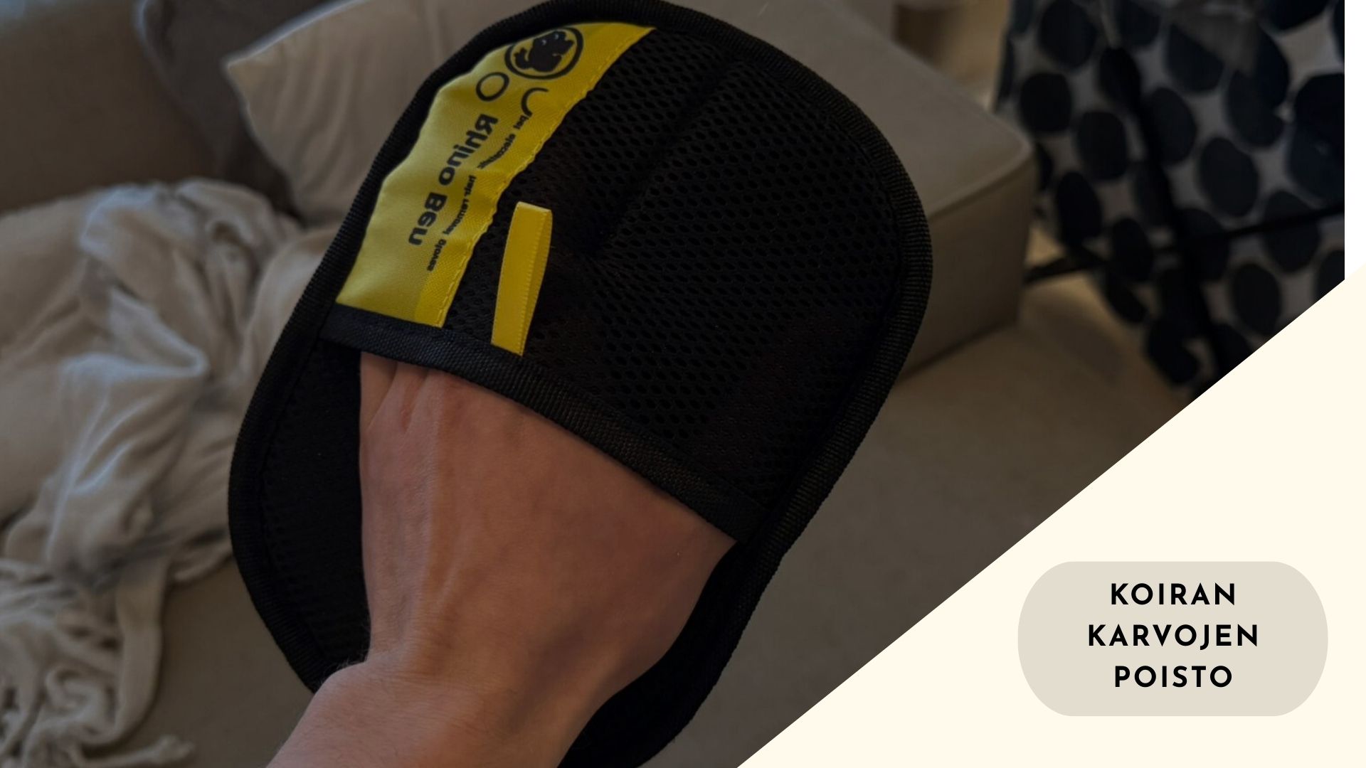 Koiran karvojen poisto