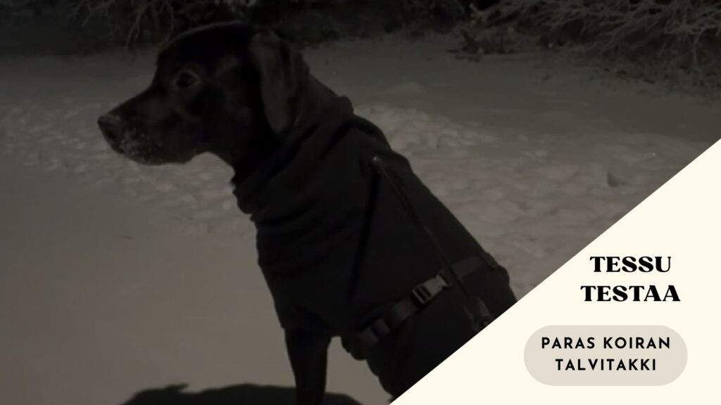 Paras koiran talvitakki