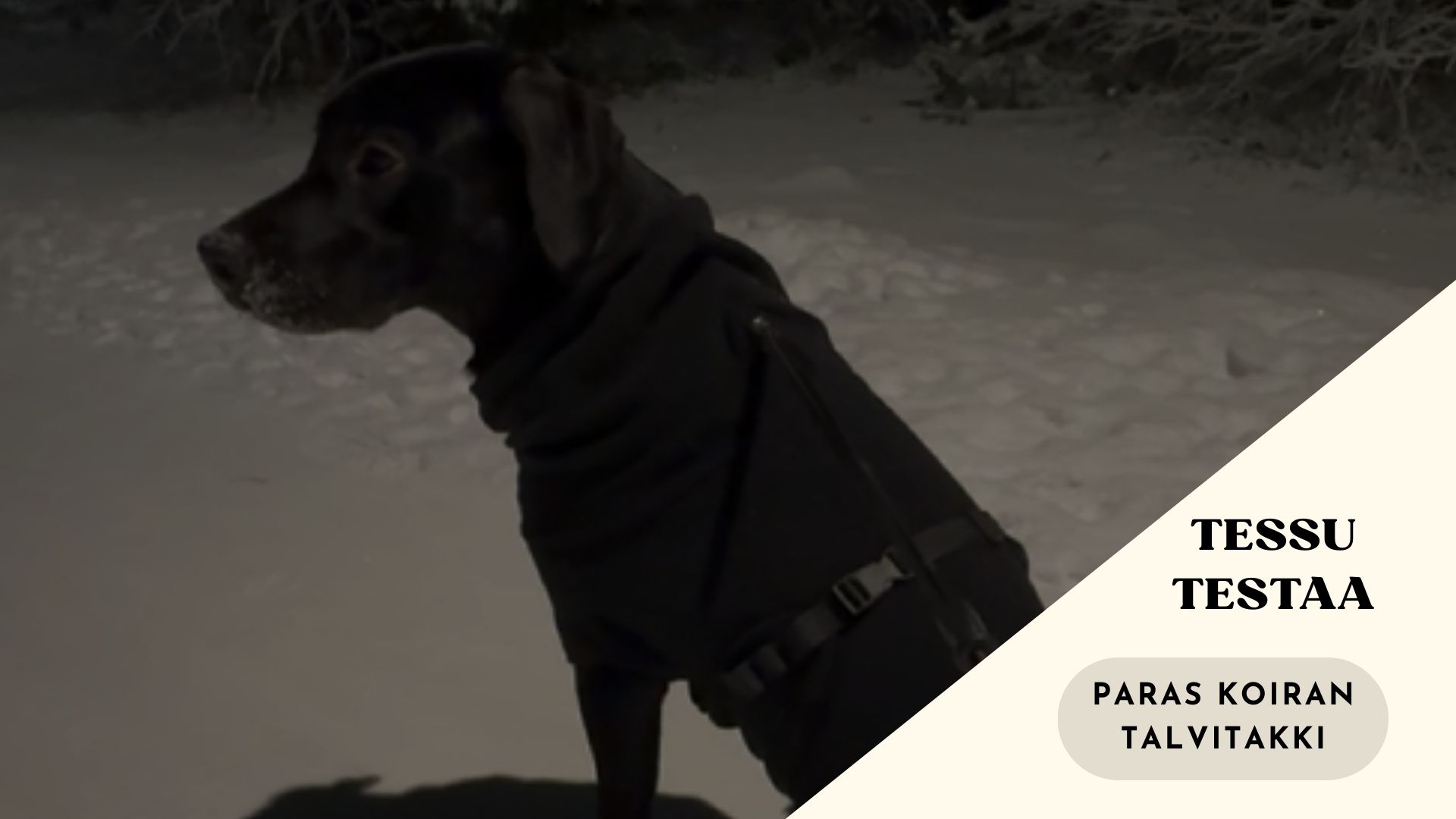 Paras koiran talvitakki