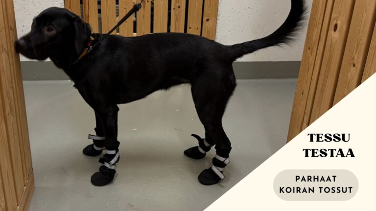 Parhaat koiran tossut