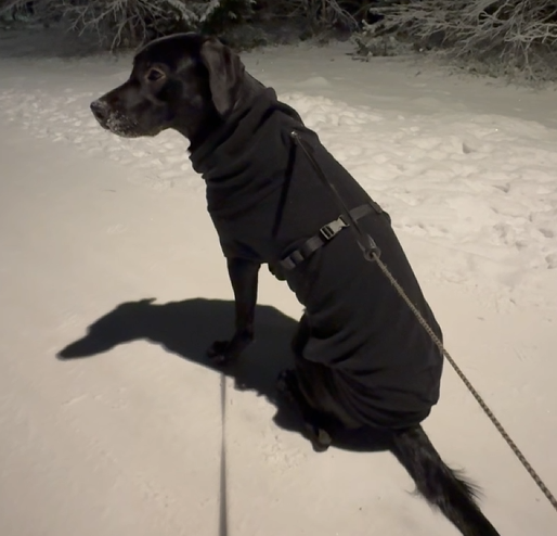 Tarvitseeko koira vaatteita