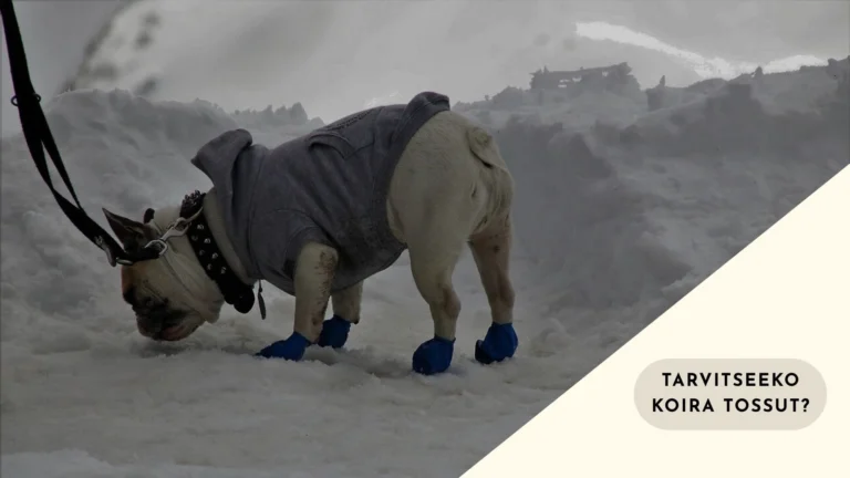 Tarvitseeko koira tossut