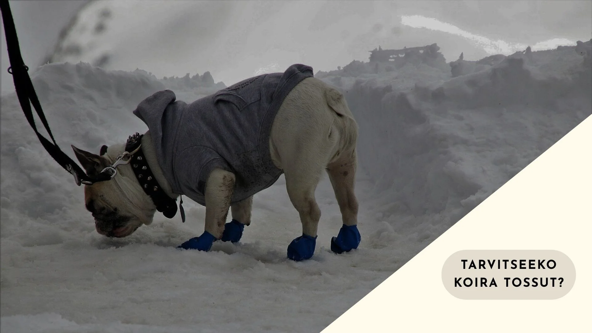 Tarvitseeko koira tossut