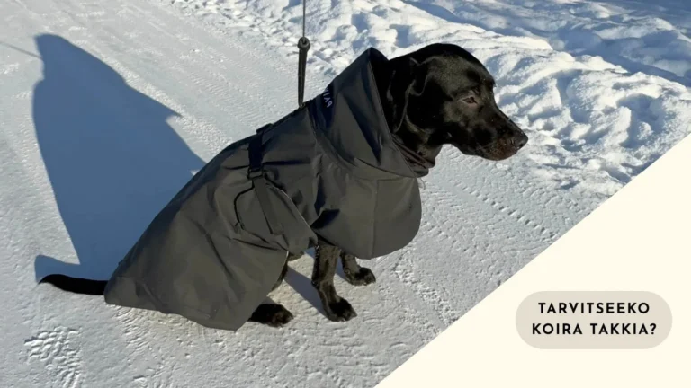 Tarvitseeko koira takkia