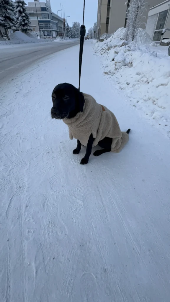 Tarvitseeko koira takkia