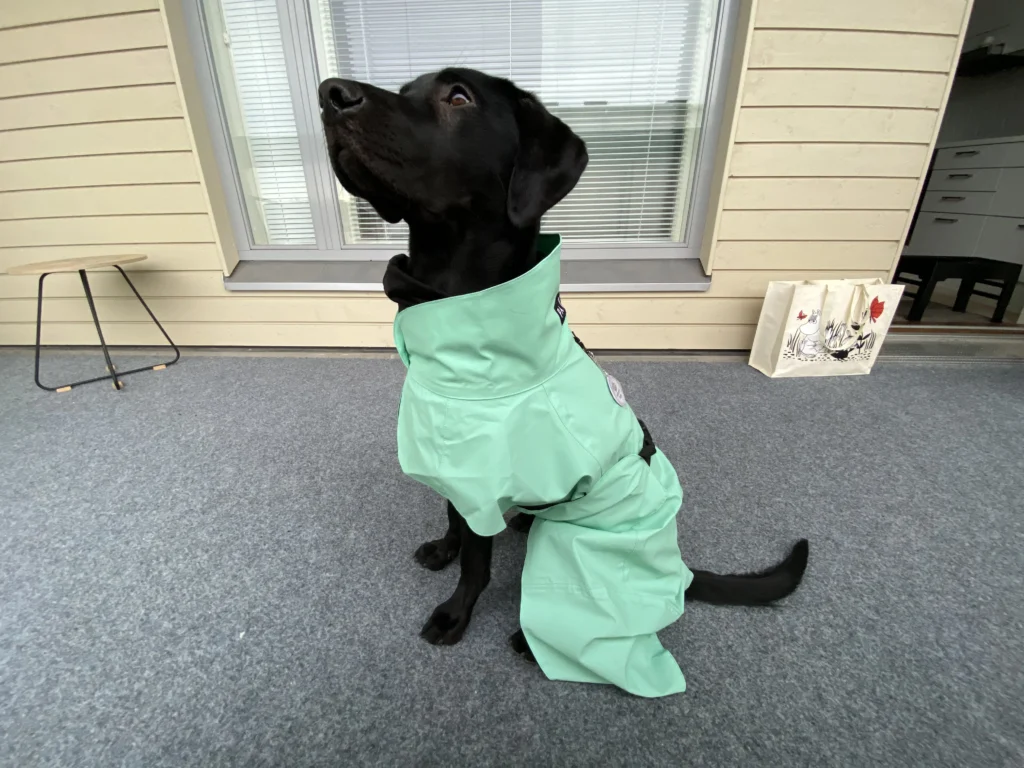 Paras koiran sadetakki